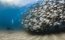 Giant school of Jack at Cabo Pulmo by Nick Polanszky 
